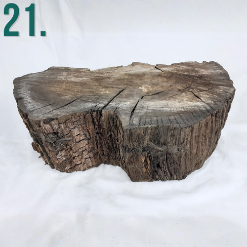 English bog oak wood - oak,
