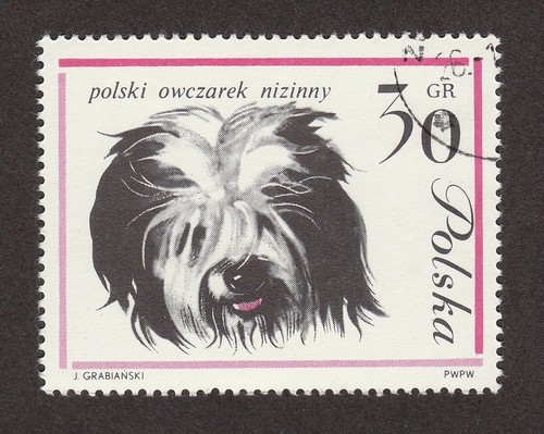 Polish lowland sheepdog - sheepdog, *