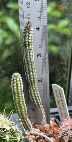 Echinocereus wilcoxia - /,