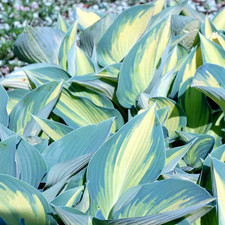 Hosta June - Plantain Lily