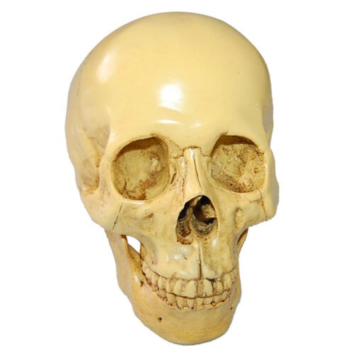 Human skull replica - human,