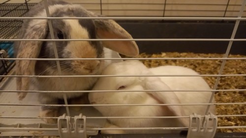 Rabbit guinea pig extra large - pig,