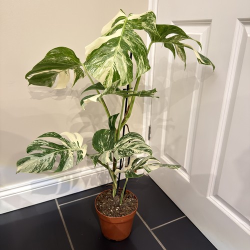 Xxl monstera albo - xxl,
