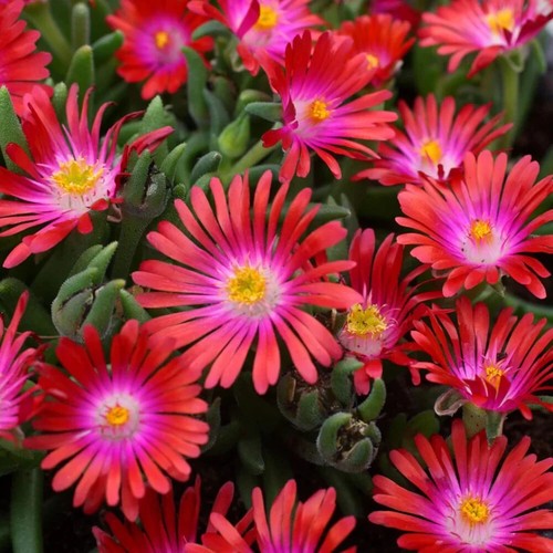 Delosperma jewel desert - delosperma, of