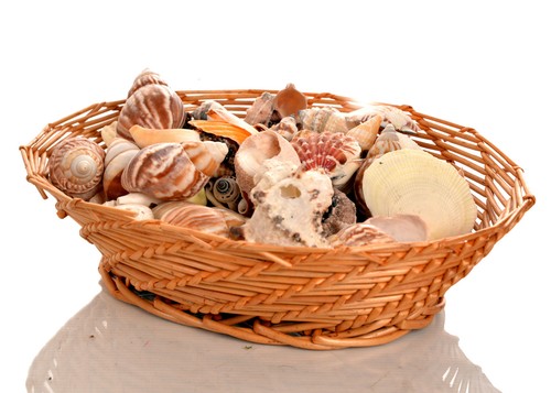 900g assorted seashells small - 900g,