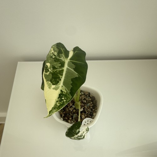 Alocasia frydek variegated - alocasia,