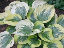Hosta Broadway  (3 lt pot