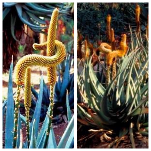 Aloe castanea rare - castanea,