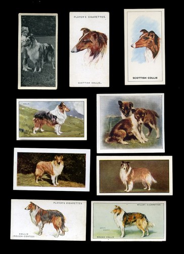 Rough collie lassie - collie,