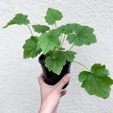 Piggyback Plant – 4" Pot