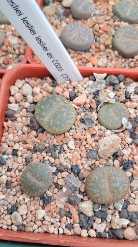 Lithops lesliei c026 - lesliei,
