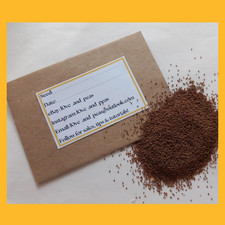 Welsh poppy mixed seeds