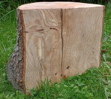 Small natural holm oak log