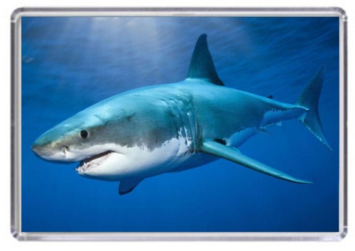Great white shark fridge - great,
