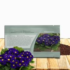 200 Seeds Primrose Seeds -