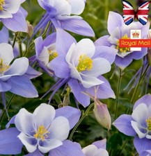 AQUILEGIA 25 SEEDS CAERULEA BLUE WHITE COTTAGE GARDEN PERENNIAL