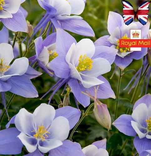 Aquilegia seeds caerulea - 25,