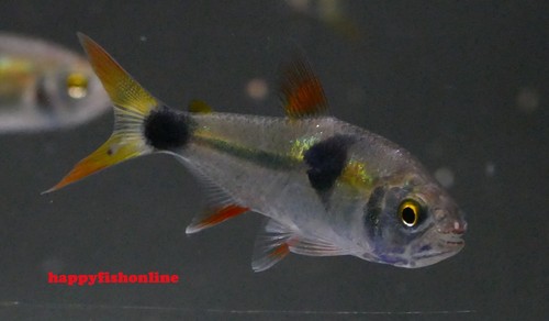 Bucktooth tetras violent - 10, tetras!