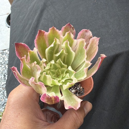Aeonium poison variegated - poison,