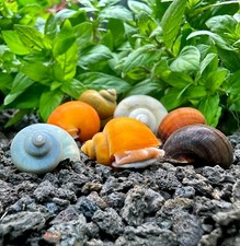3 Large Mystery Snails