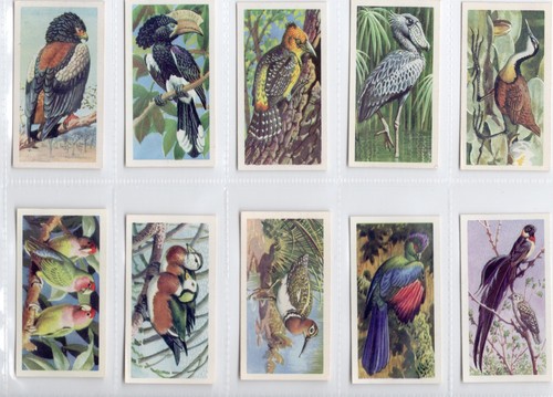 Tropical birds tea cards - tea, full