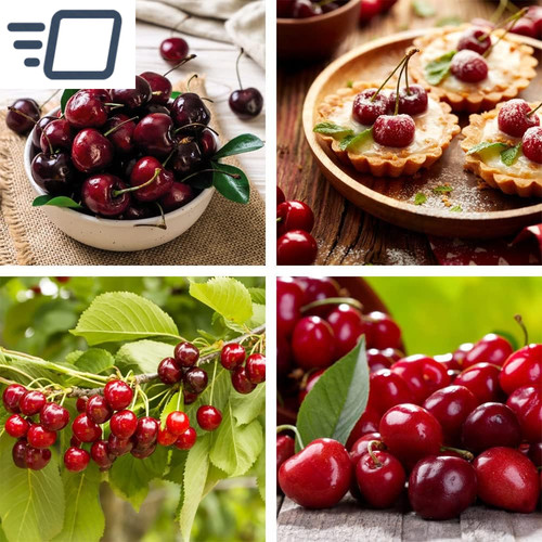 Potted mini fruit - potted, cherry