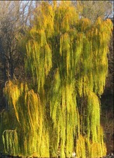 6ft  inc. pot 10litre size Golden Weeping Willow - Salix Chrysocoma