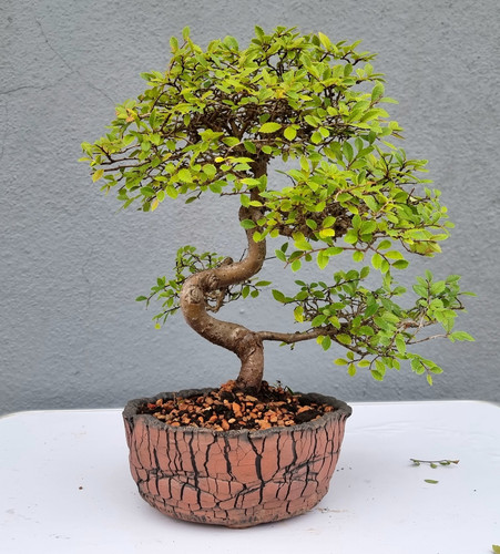 Chinese elm bonsai - 🌳, –
