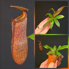 Nepenthes "Rebecca" Pichers