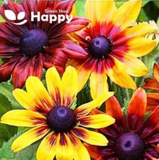 GOLDEN CONEFLOWER MIX - 1000 SEEDS  Rustic Dwarf - Rudbeckia Hirta nana - FLOWER