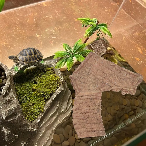 Resin fish decoration - fish, tortoise