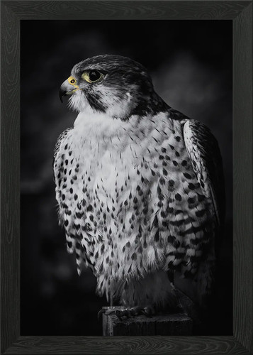 Peregrine falcon framed - falcon, wall