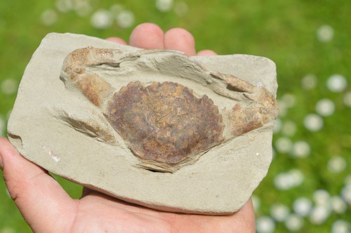 Lovely rare fossil crab from - crab,