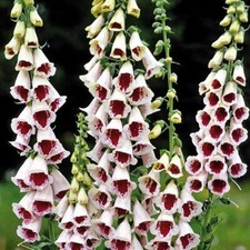 25 Elsey Kelsie Foxglove Seeds