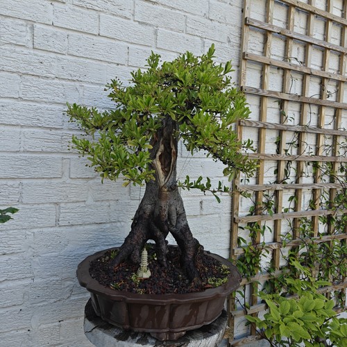 Bonsai tree big outdoor - tree,