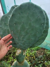 XL Robusta Pad, Winter Cactus