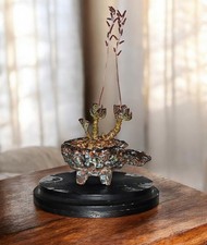 X2 ROOTED leaves Adromischus