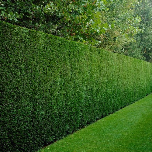 Cupressus leylandii - cm, x