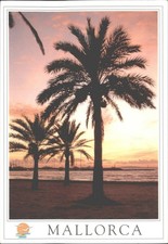 Mallorca Sunset Palm Trees