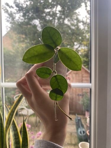 Hoya mathilde plant fully