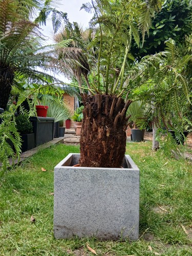Tree fern dicksonia - tree,