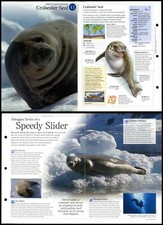 Crabeater Seal #41 Aquatic