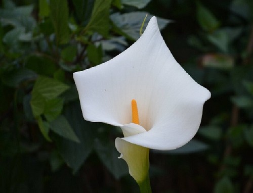 Zantedeschia aethiopica - zantedeschia,