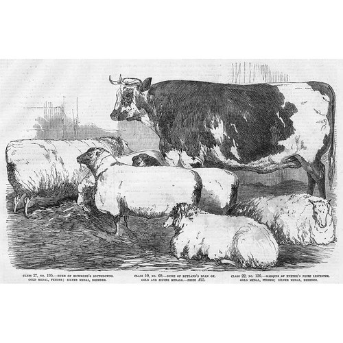 Smithfield club prize cattle - smithfield,