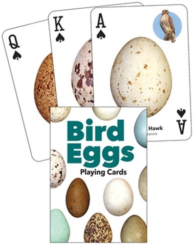 Bird eggs playing cards - bird,
