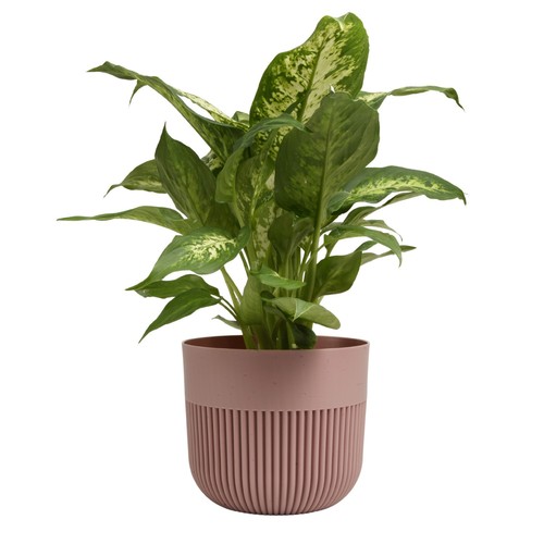 Plant pot flower - pot,