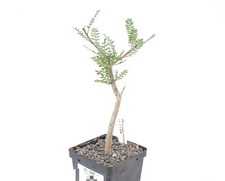 Pot 8.5cm Rare plant cacti