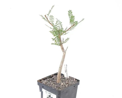 Pot 5cm rare plant - pot, 8.5cm