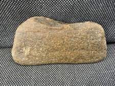 Fossil whale bone section - fossil,