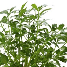 Flat Leaf Parsley 'Gigante Di Napoli' Medium Plug Plants x 4. Herb. Smooth leaf.